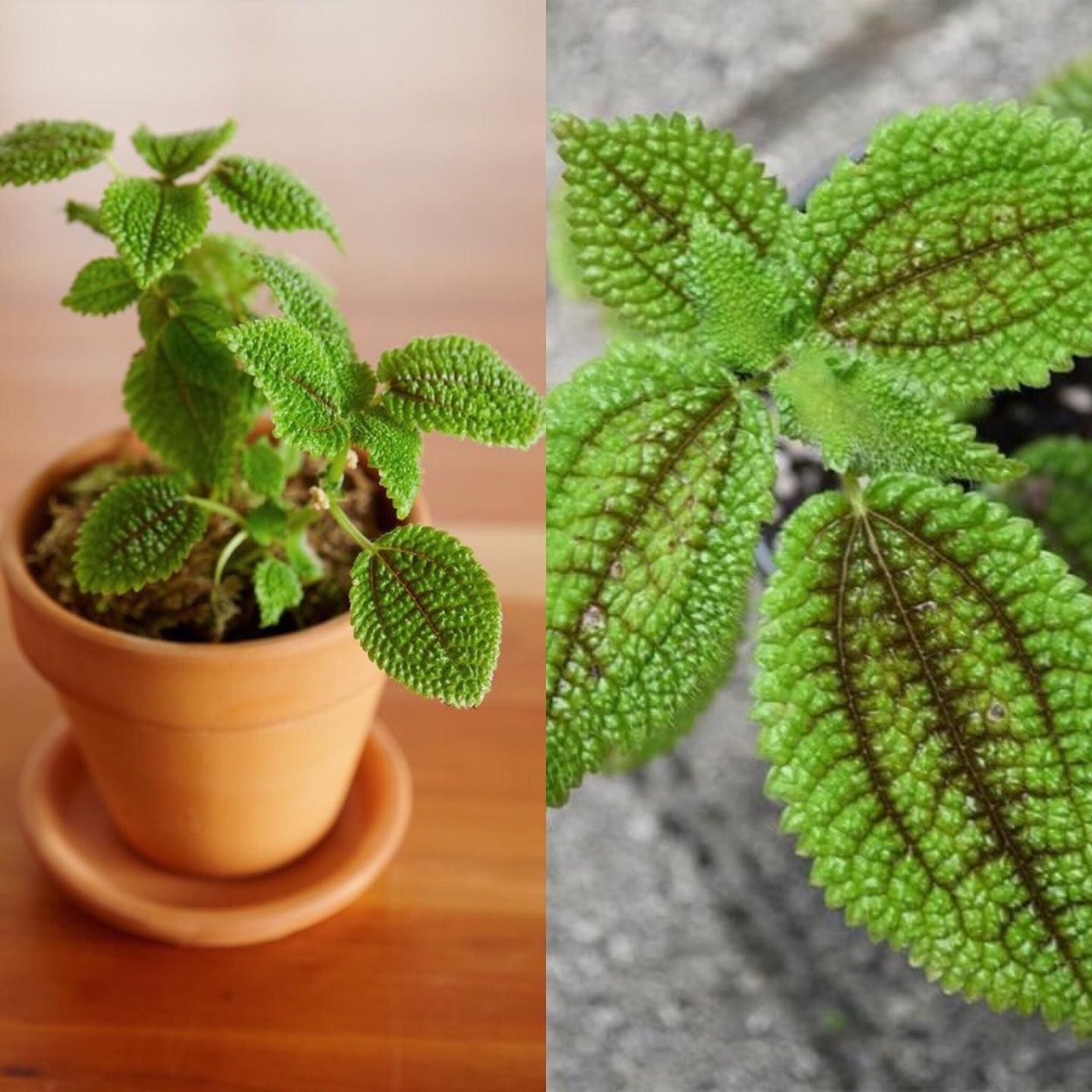 Пилея толстолистная