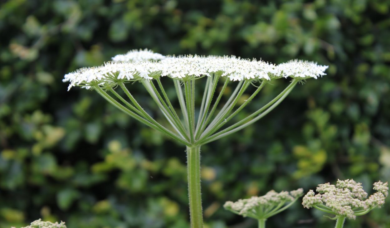 Цветок зонтичные Apiaceae