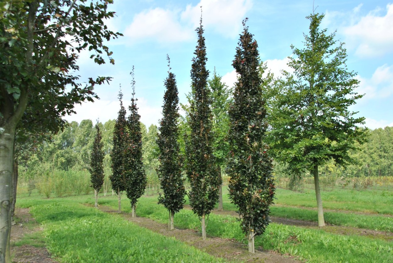 Fagus sylvatica Ботаническая иллюстрация