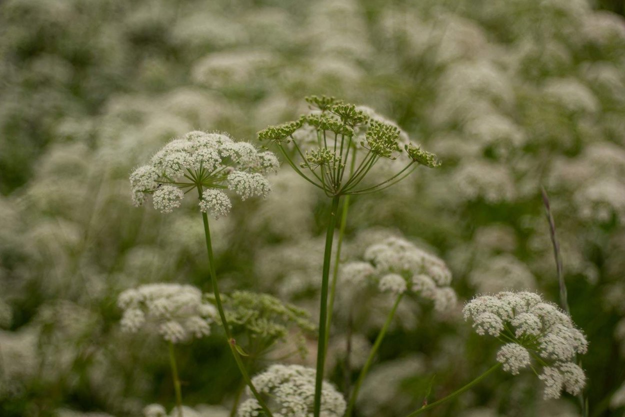 Зонтичные (Umbelliferae(Apiaceae))