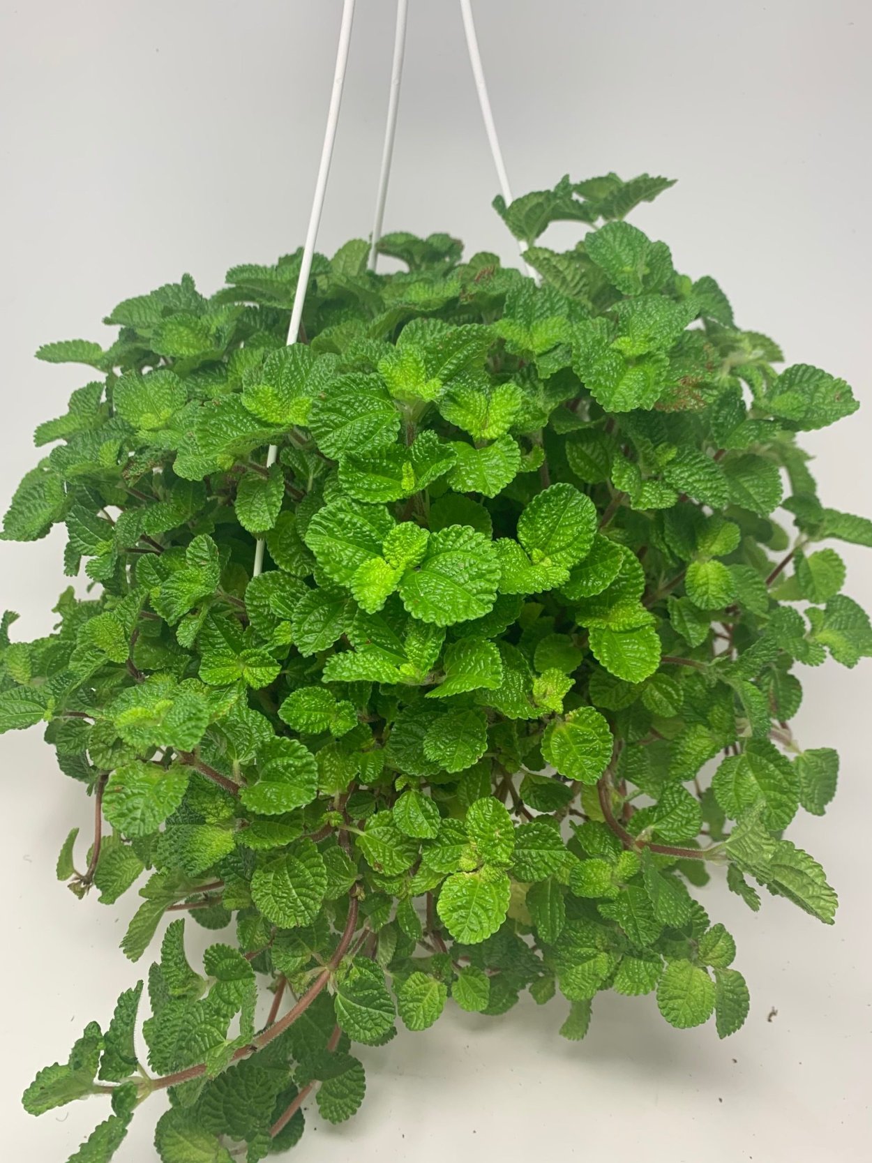 Пилея Арбузная