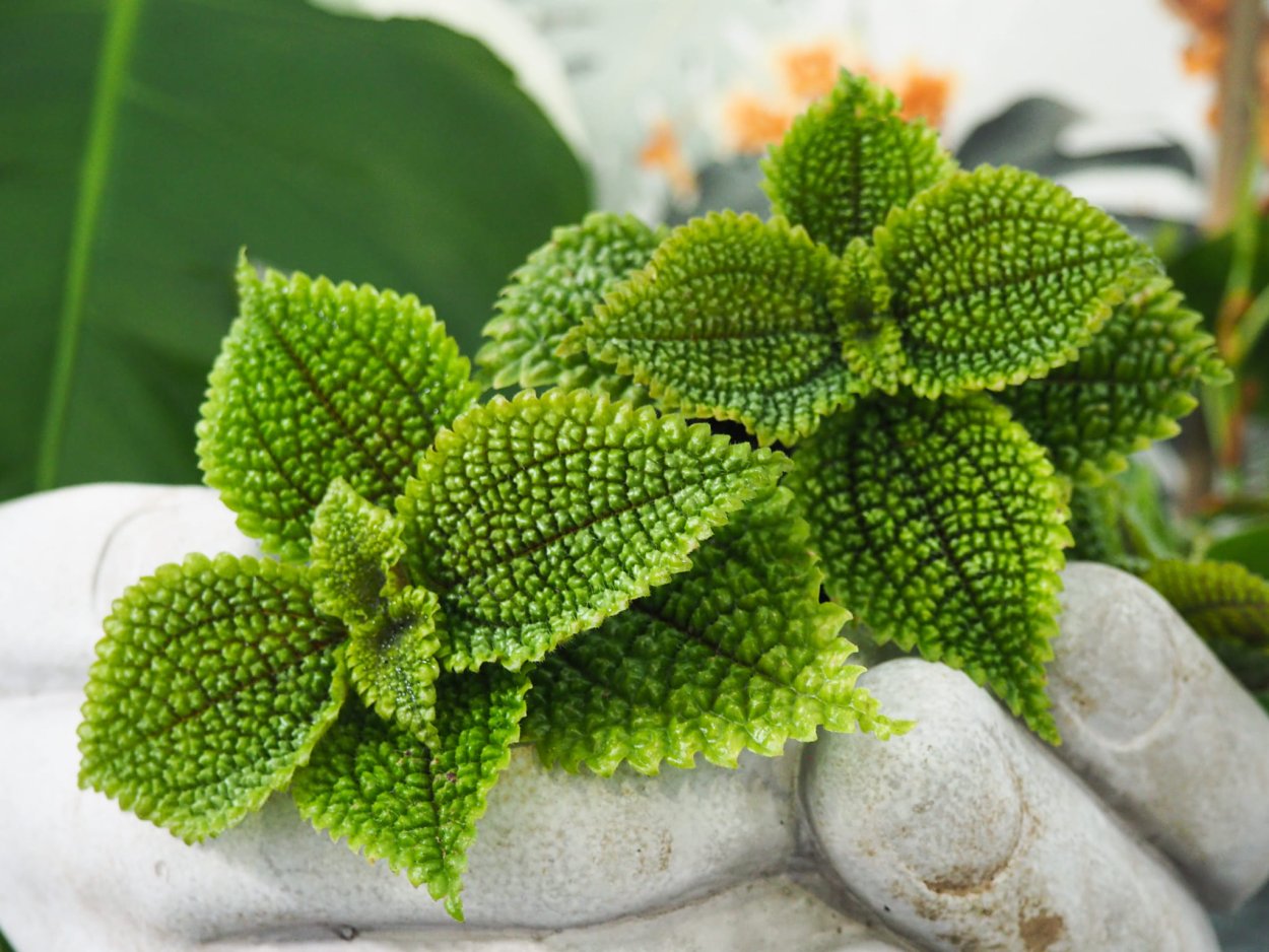 Пеперомия Сандерса (Peperomia sandersii)