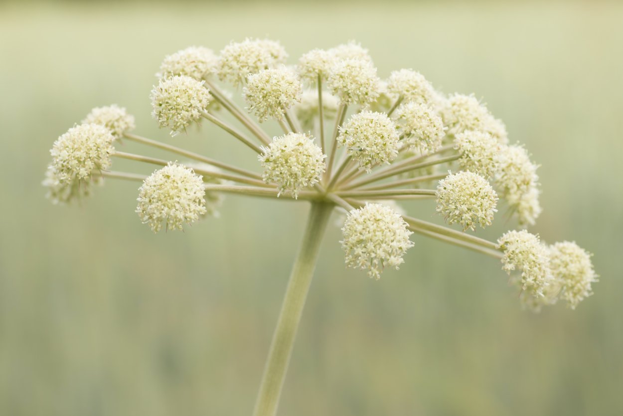 Амбрелла цветок