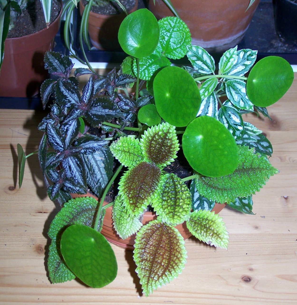 Пилея пеперомиевидная