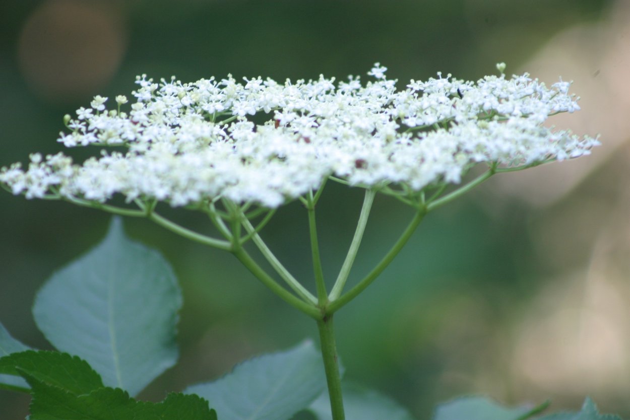 Зонтичные (Umbelliferae(Apiaceae))