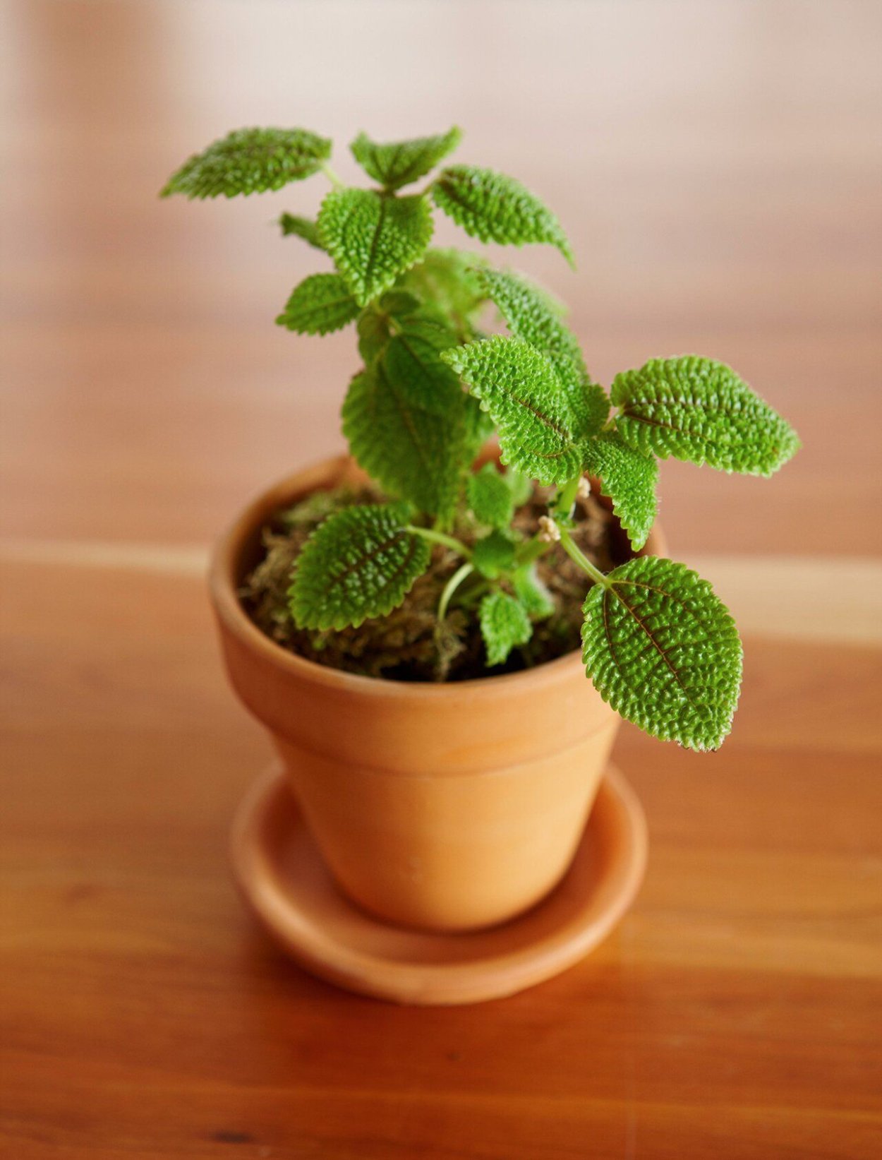 Пилея involucrata