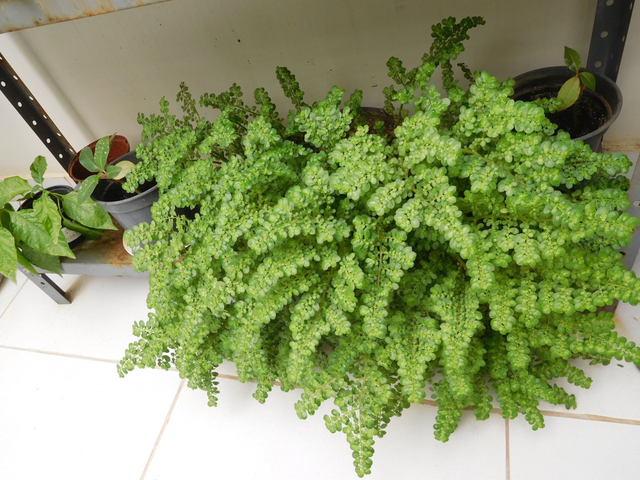 Пилея моховидная