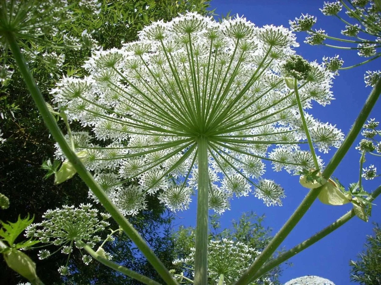 Борщевик курай