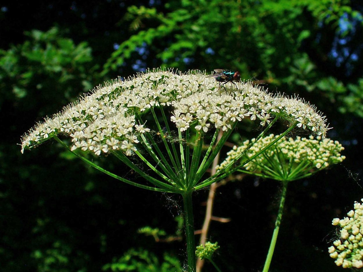 Цветок тысячелистник таволга