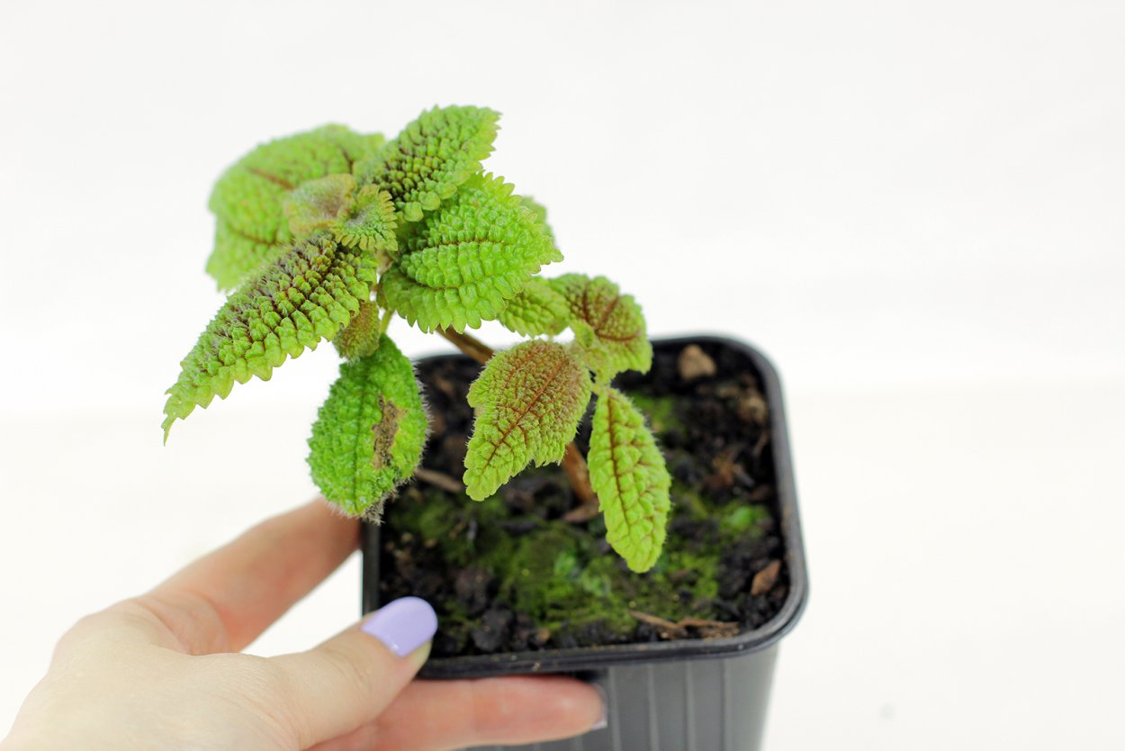 Пилея крокодил