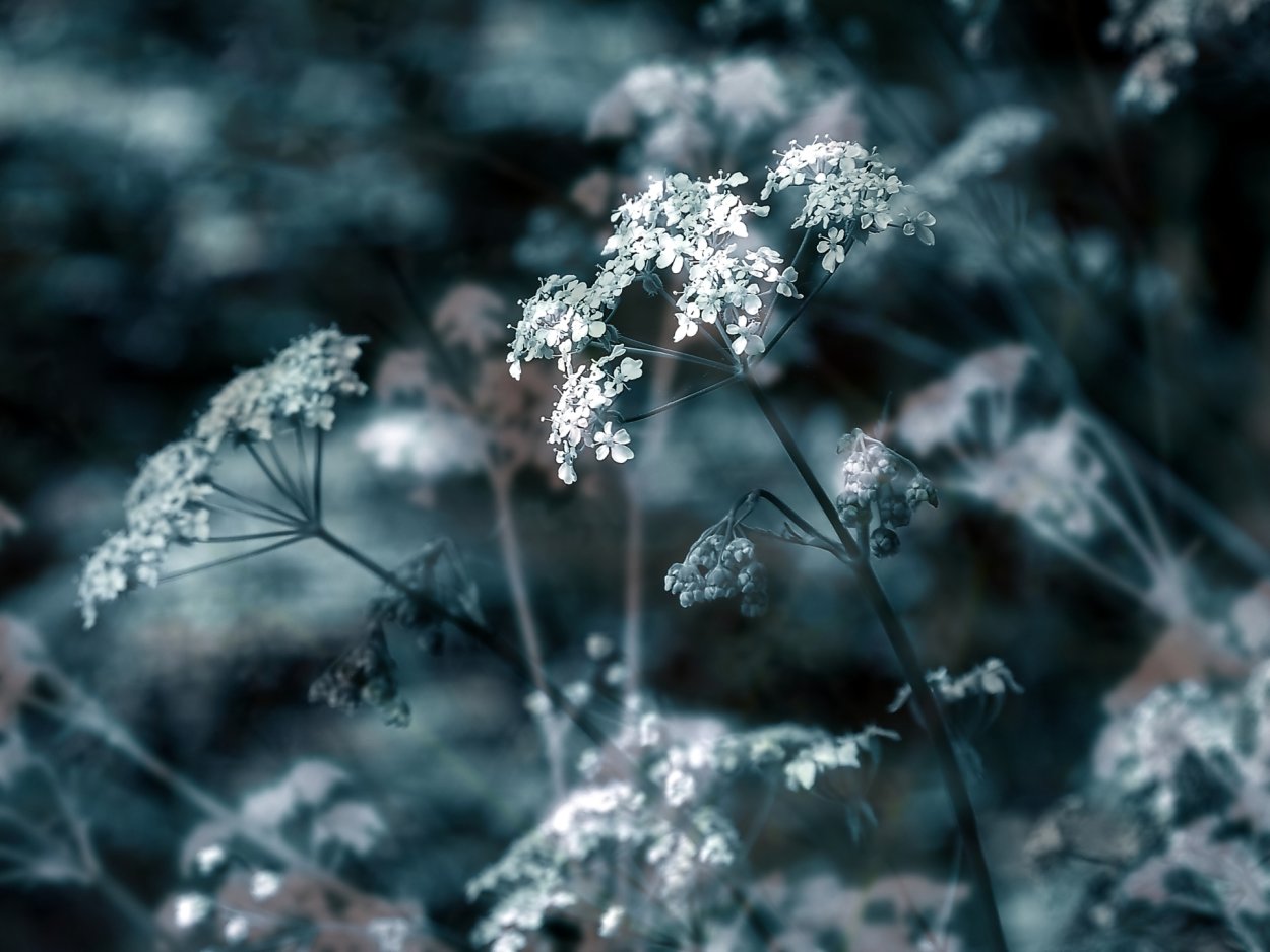 Дудник Лесной дягиль