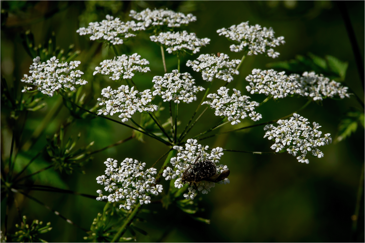 Трава борщевик