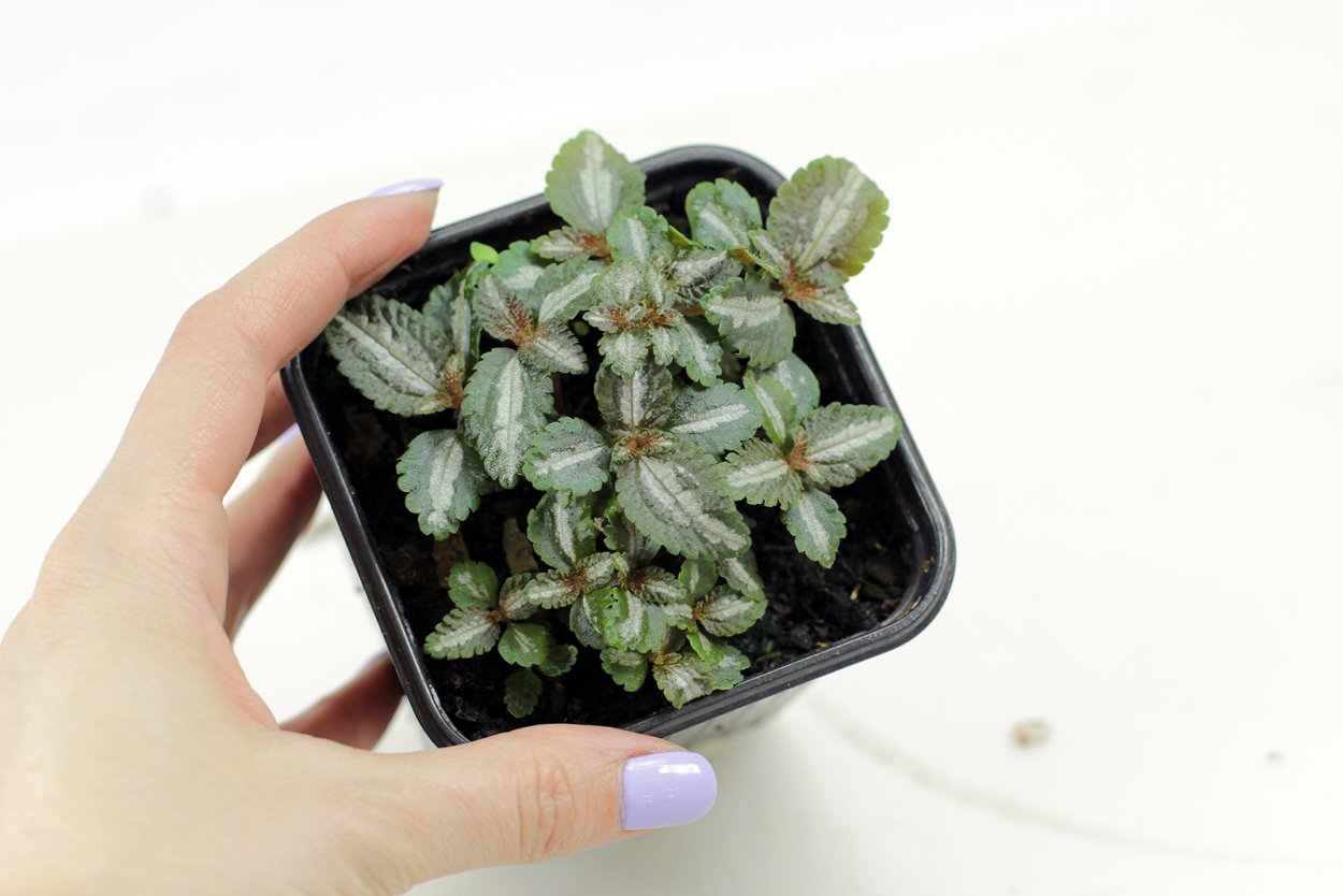 Пилея Ливанская