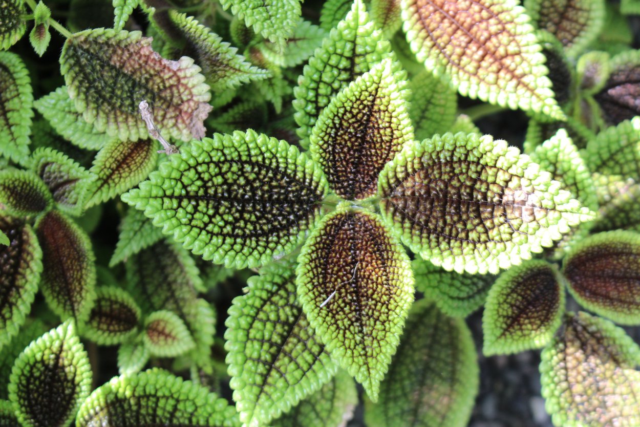 Пилея Moon Valley