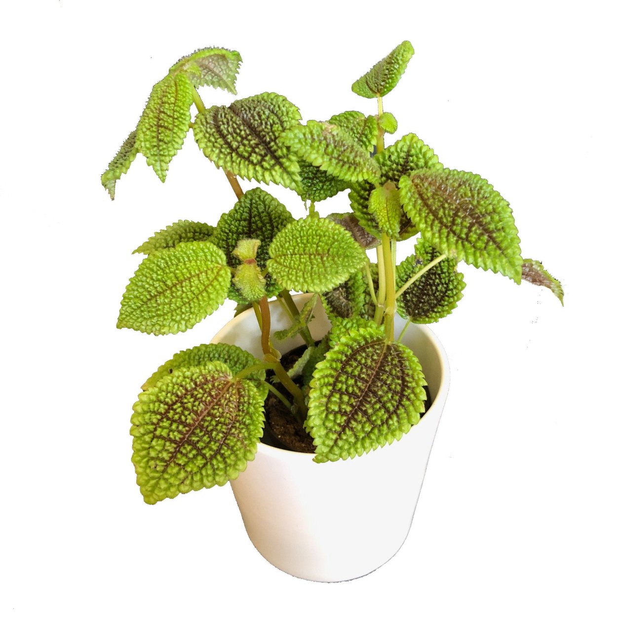 Пилея Молис