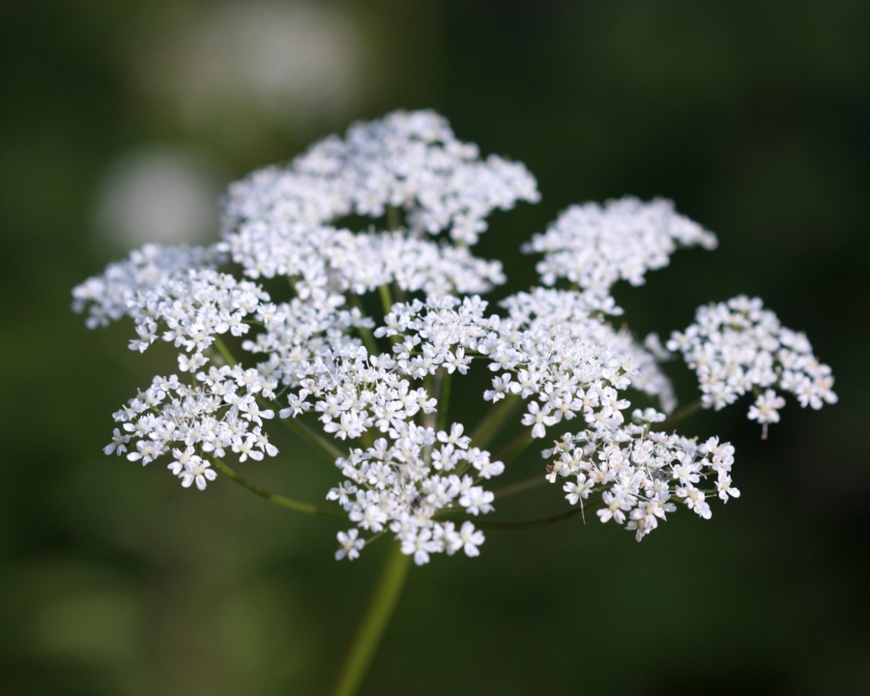 Бедренец Крымский