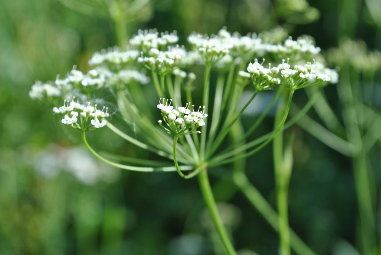 Цветы от которых болит голова белые