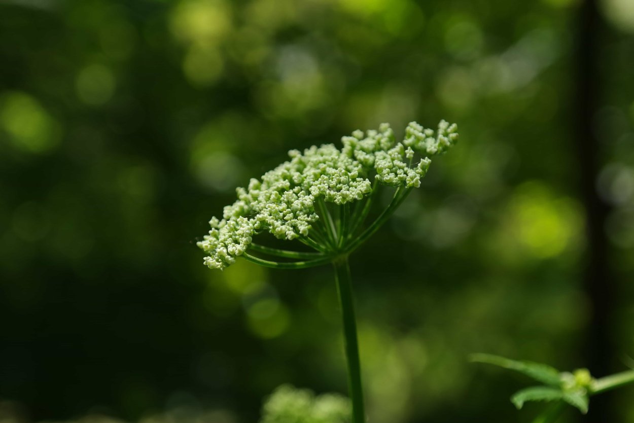 Сныть (Aegopodium podagraria)