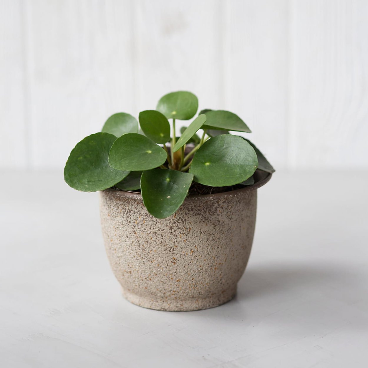 Пилея involucrata