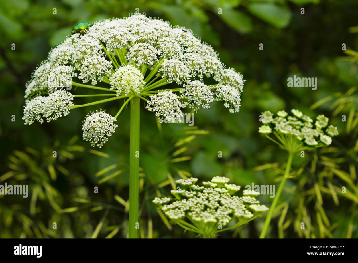 Амми зубная трава