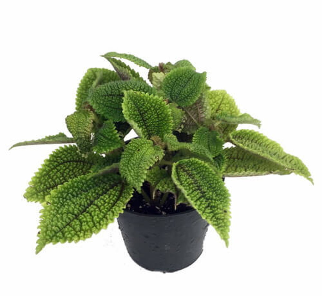 Pancake Plant растение