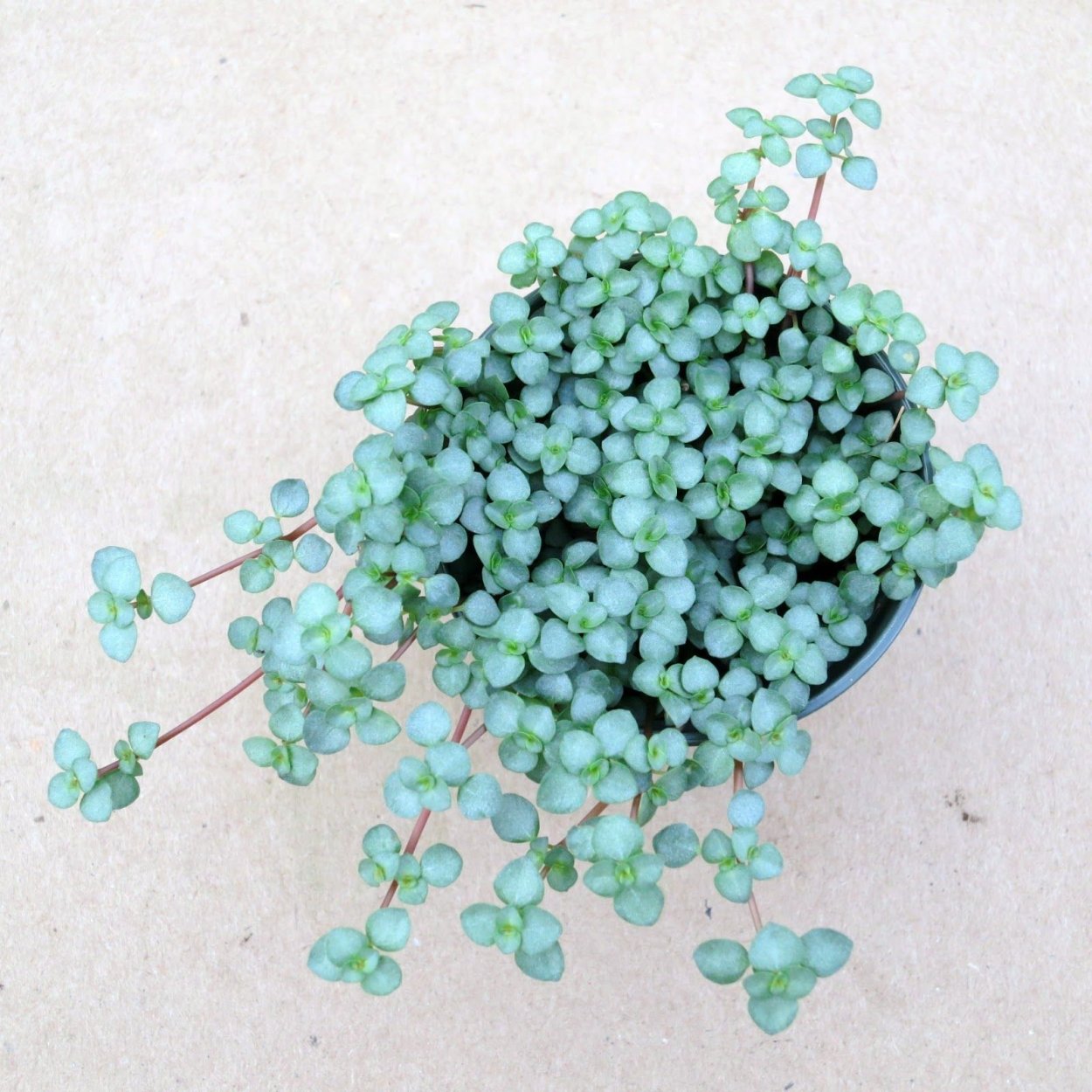 Hypoestes phyllostachya цветение