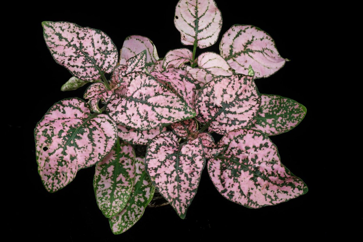 Пилея Чарли