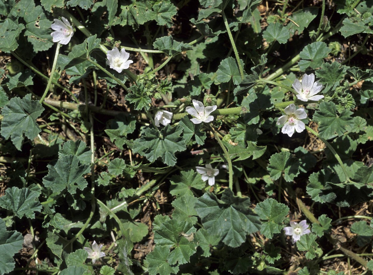 Malva pusilla просвирник