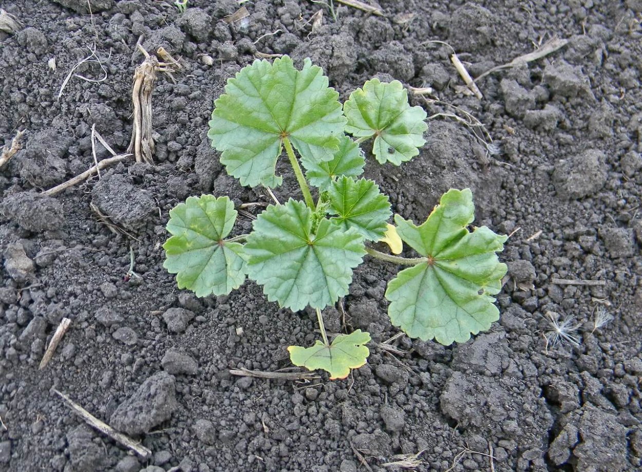 Просвирник калачики