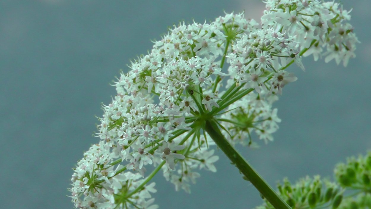 Белое зонтичное растение