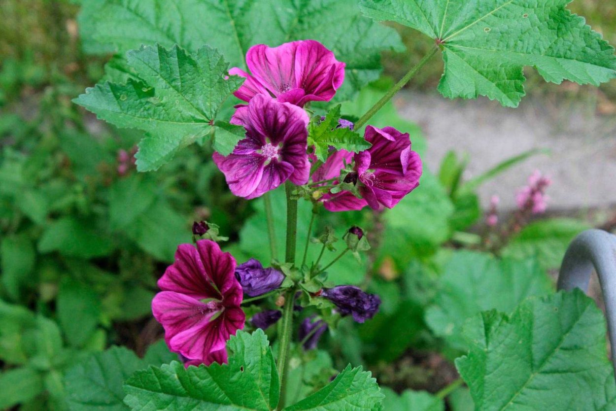 Просвирник Мальва Лесная