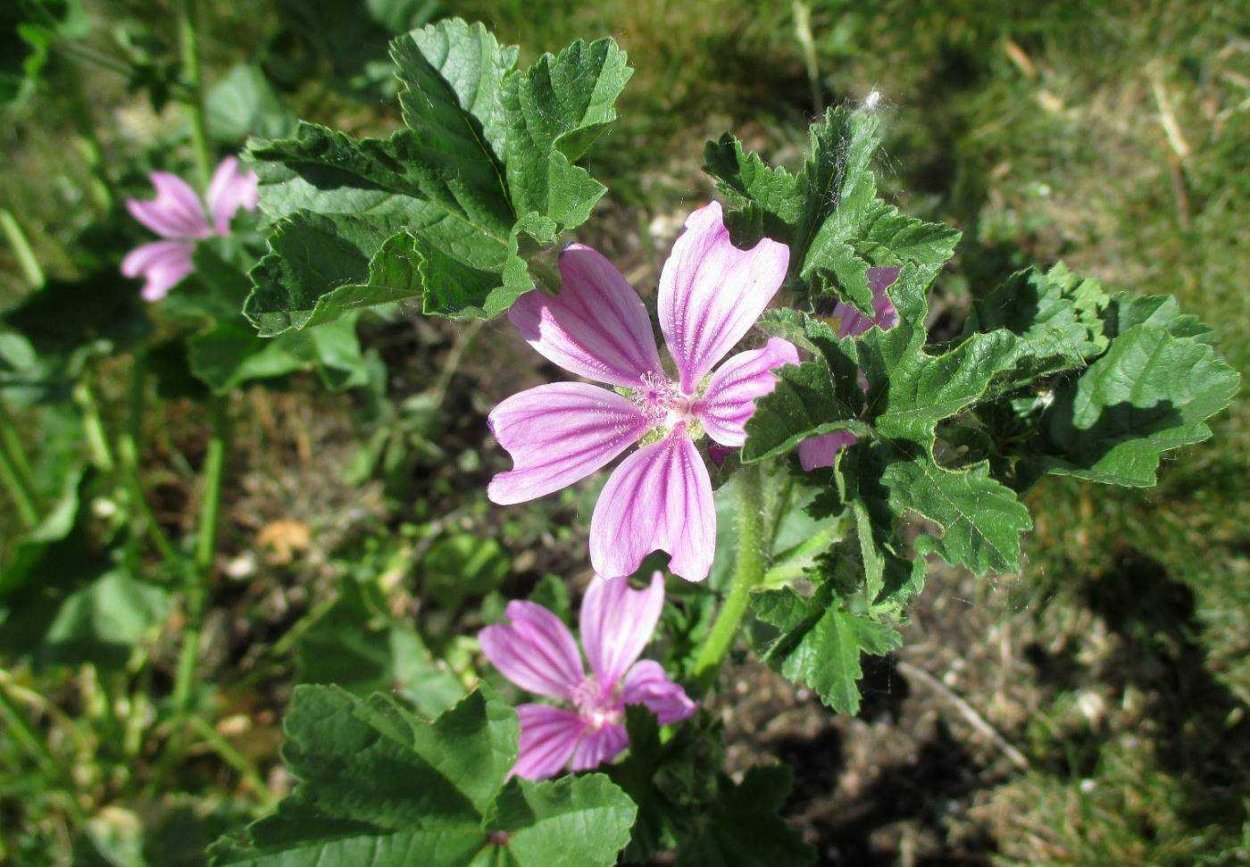 Просвирник калачики