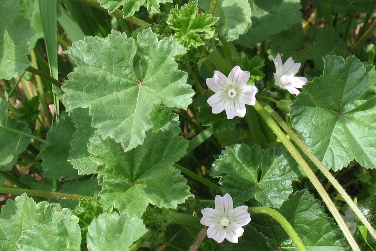 Мальва просвирник калачики