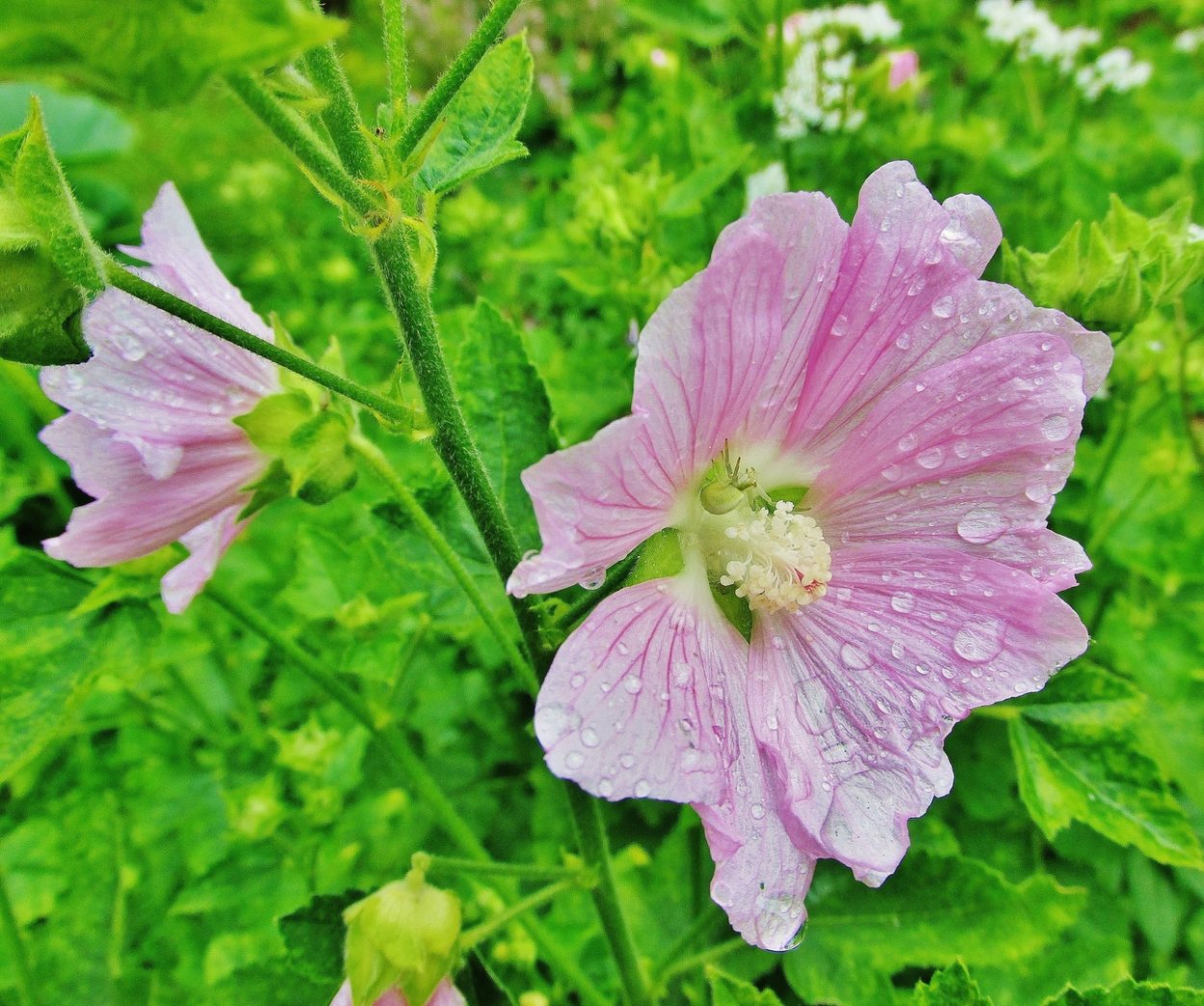 Просвирник Мальва Лесная