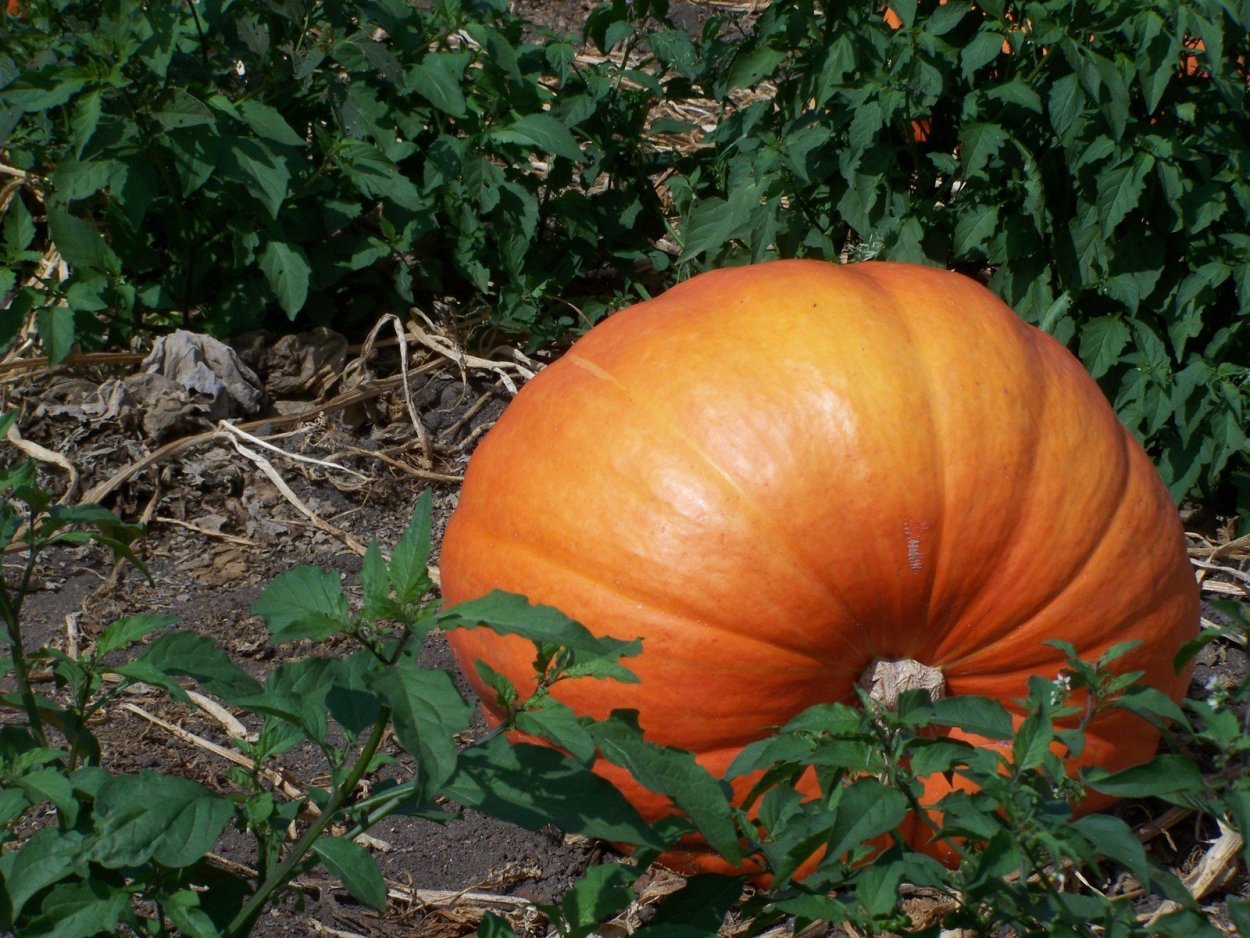 Семена тыква Атлант