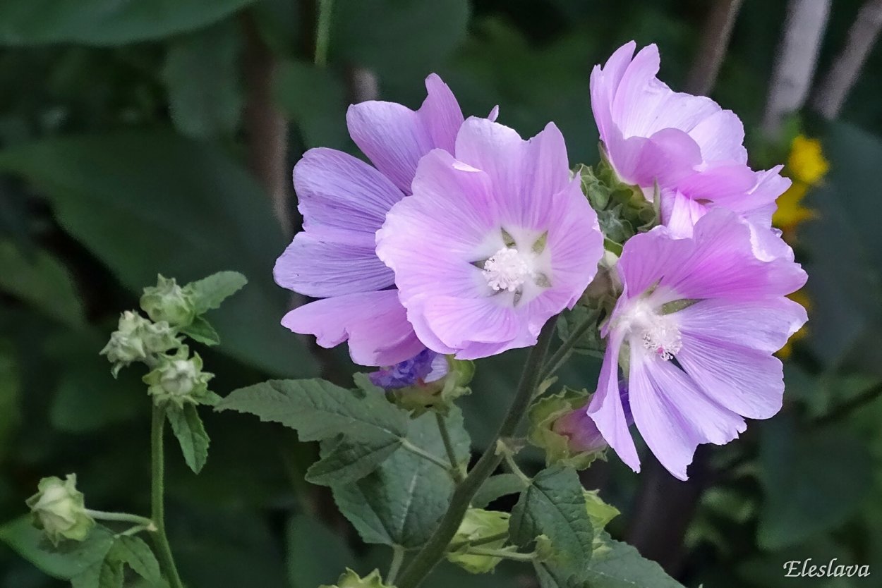 Просвирник калачики