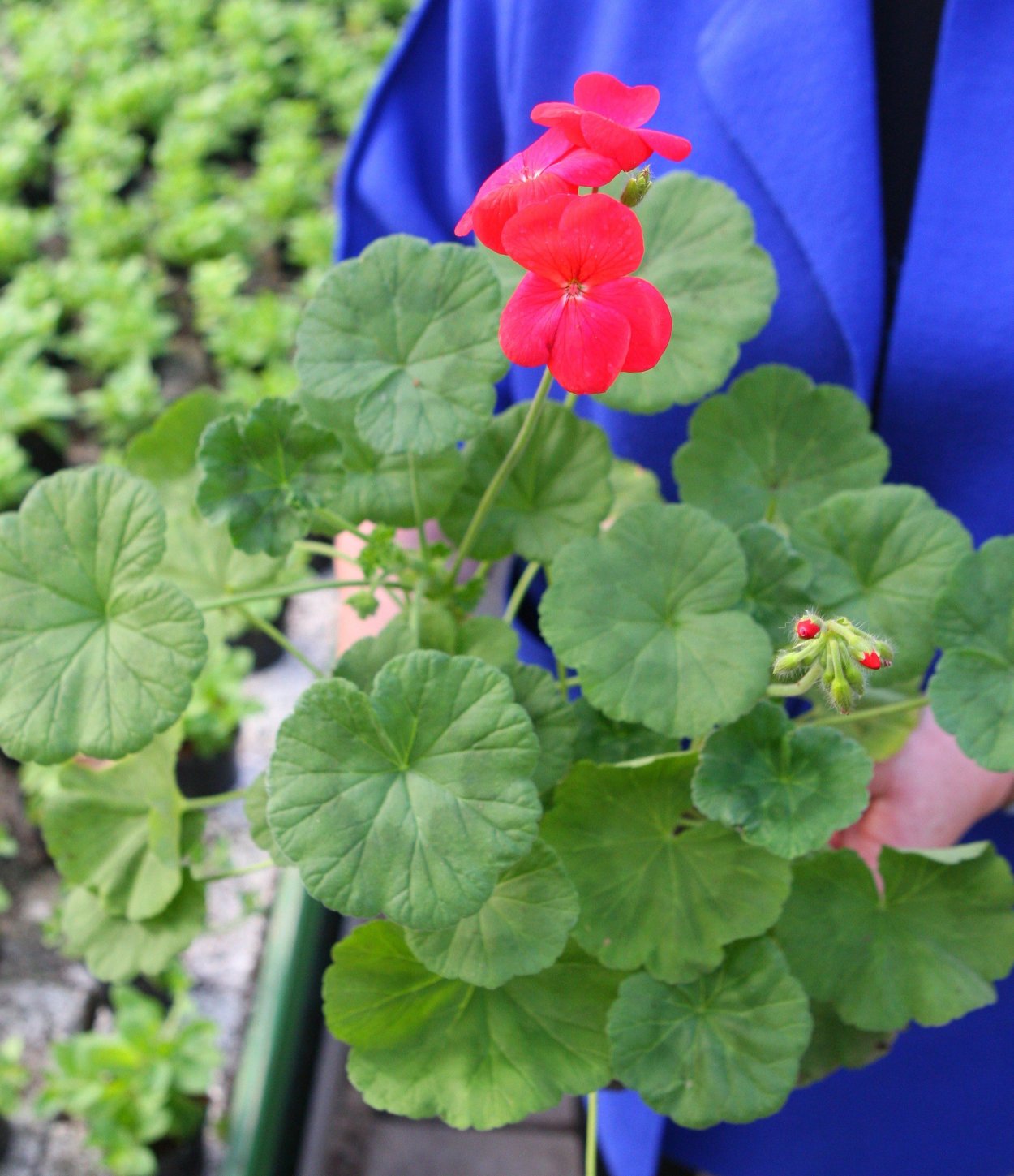 Калачики пеларгонии