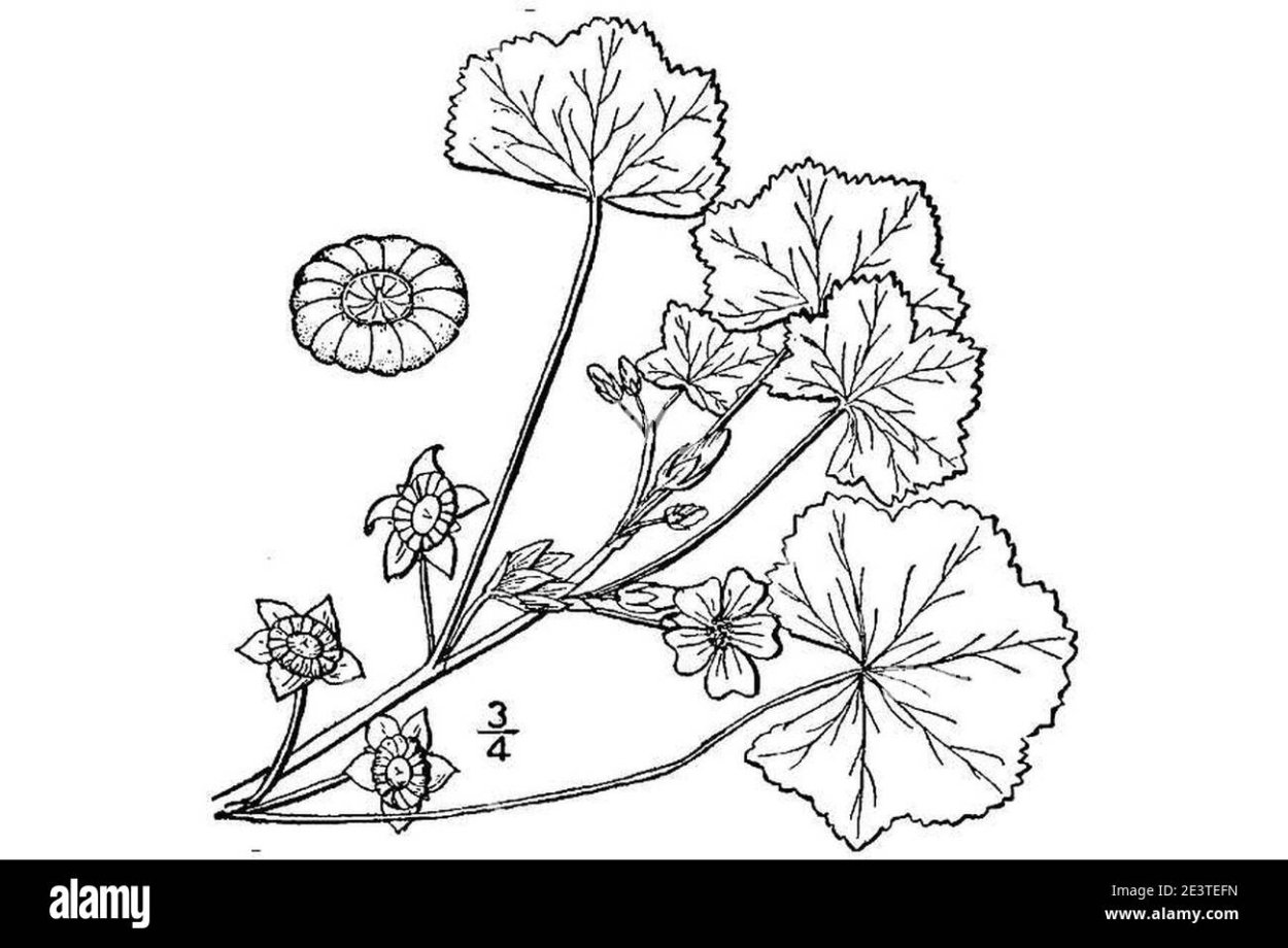 Мальва строение цветка