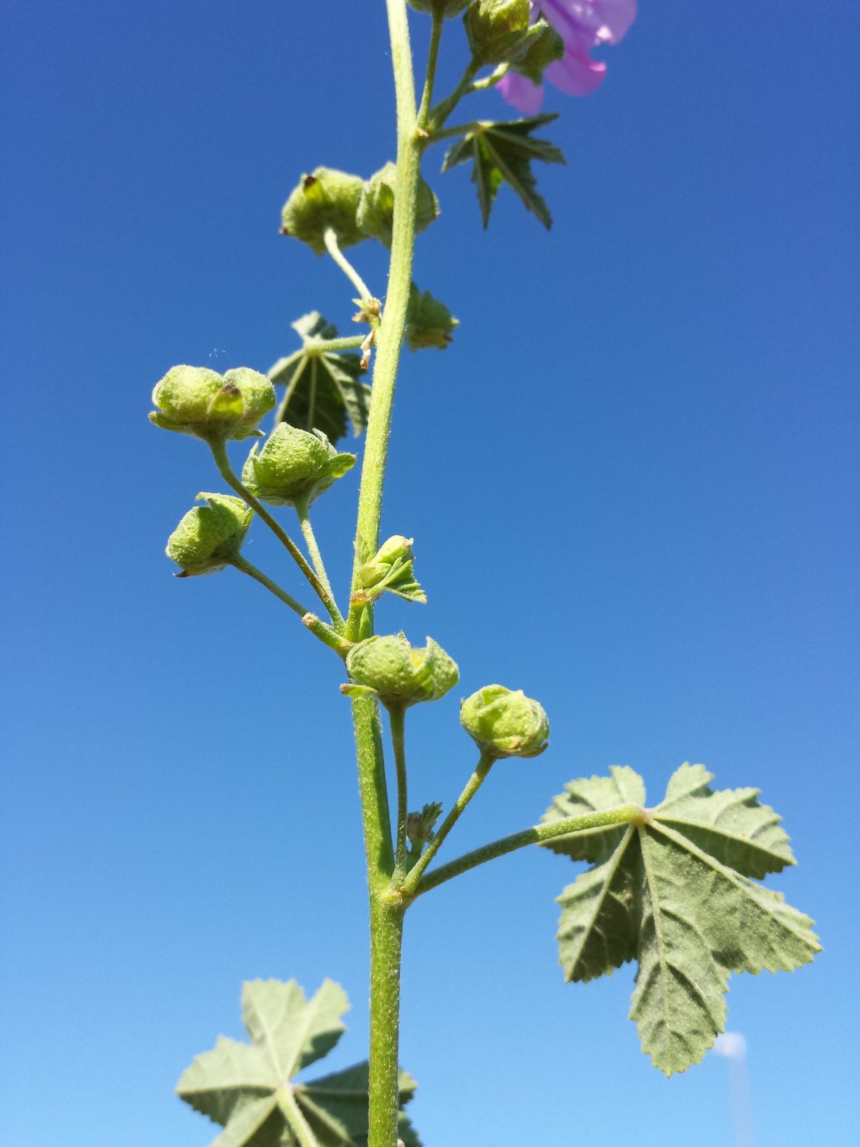 Калачики просвирник Дикая Мальва