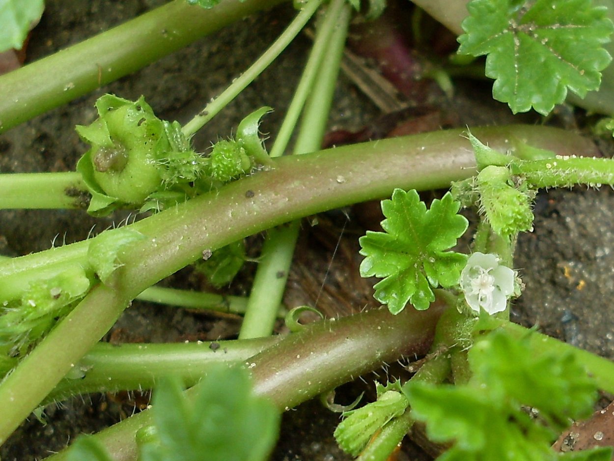 Мальва просвирник калачики