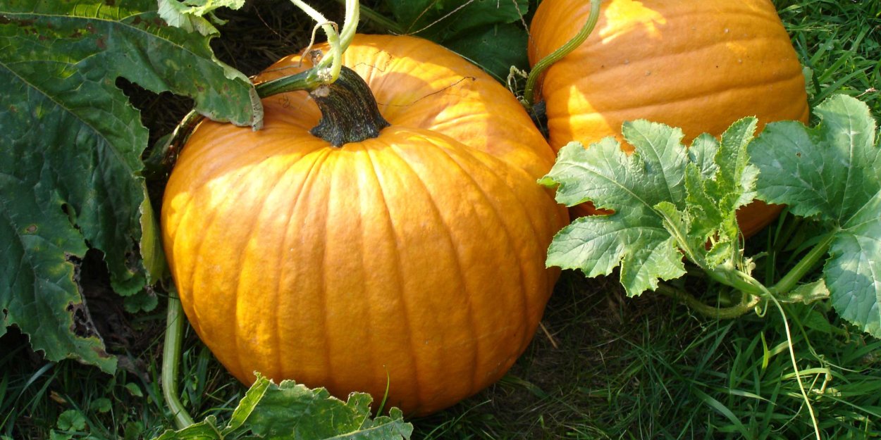 Красивая тыква на городе