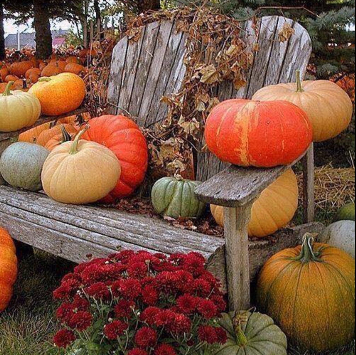 Декоративная тыква на даче