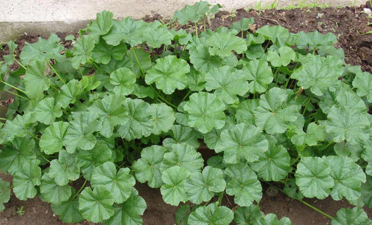 Мальва листики