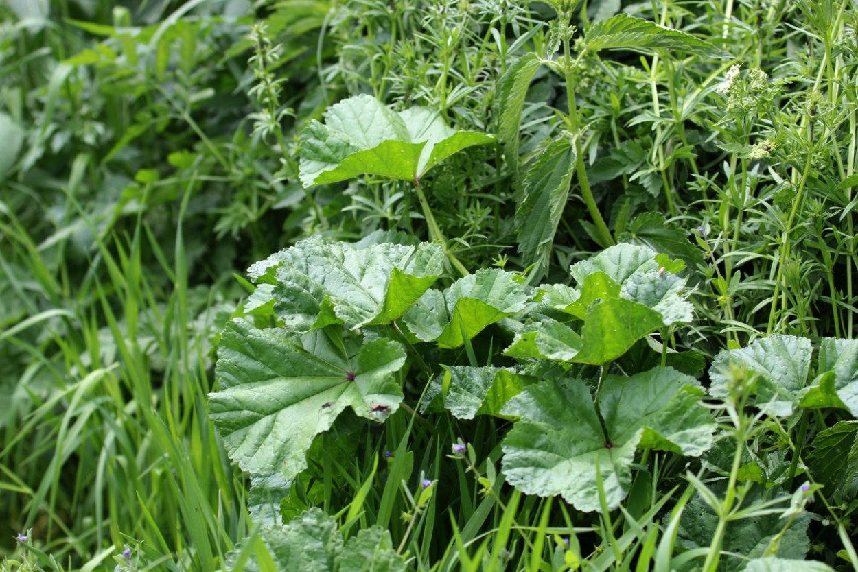 Пиперт просвирник