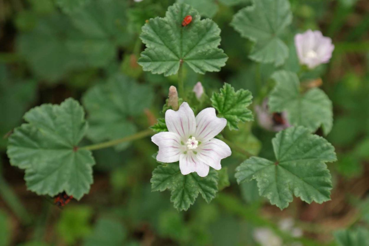 Мальва Незамеченная – просвирник;