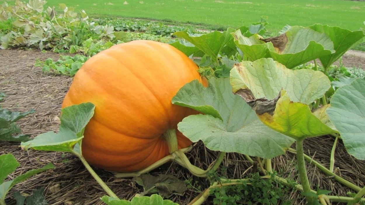 Тыква Дачная