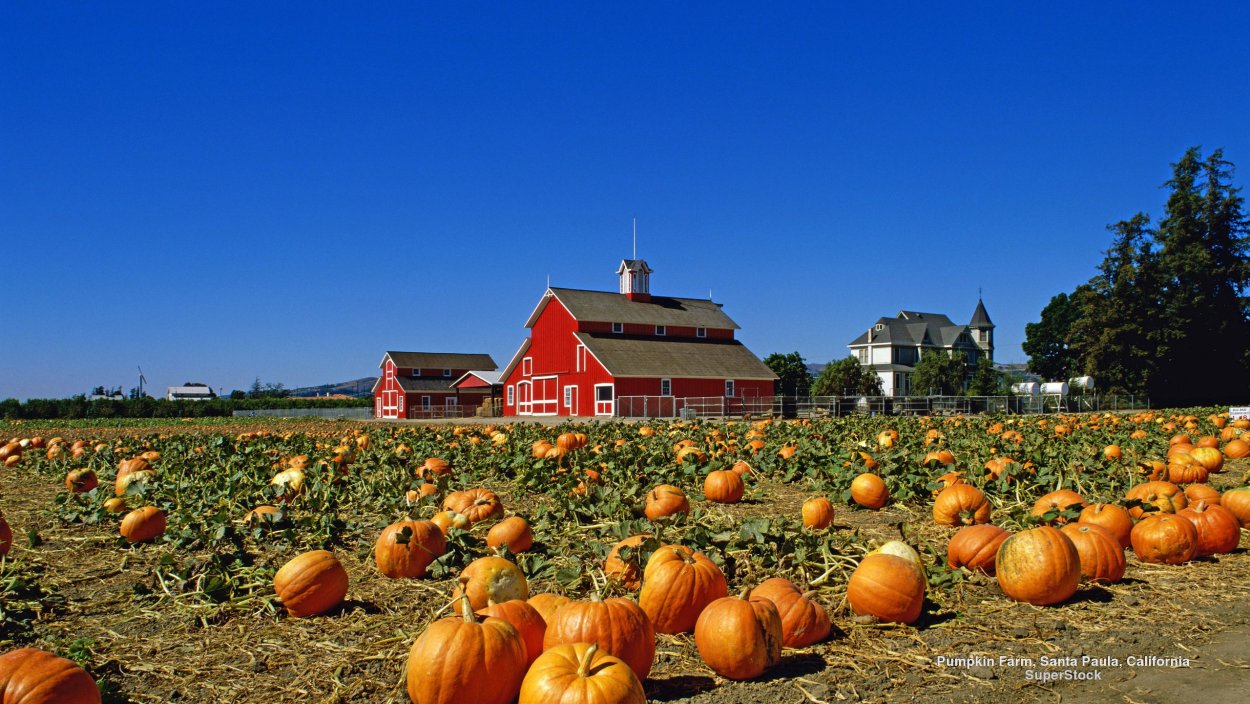 Ферма с тыквами Подмосковье