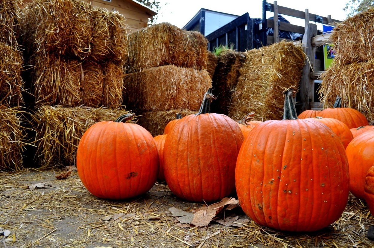 Тыква на даче