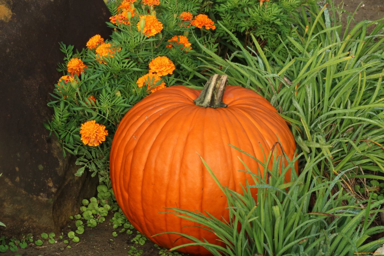 Тыквы на траве