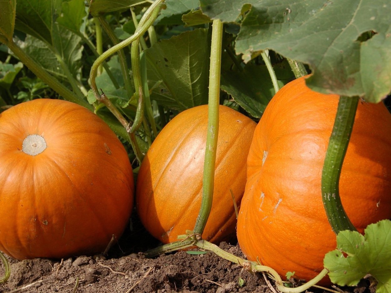 Тыква Юстинка